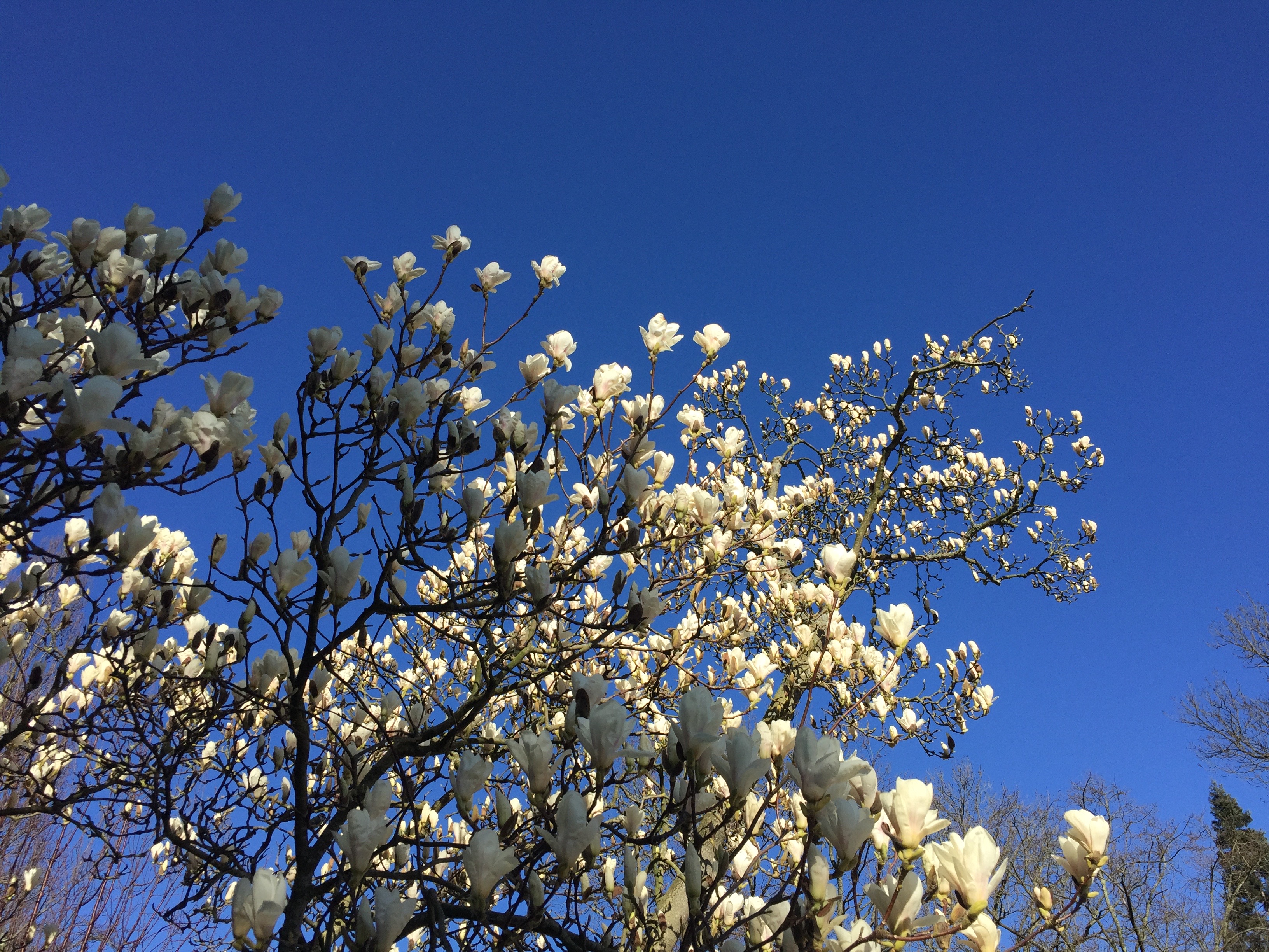 magnolia in trompenburg