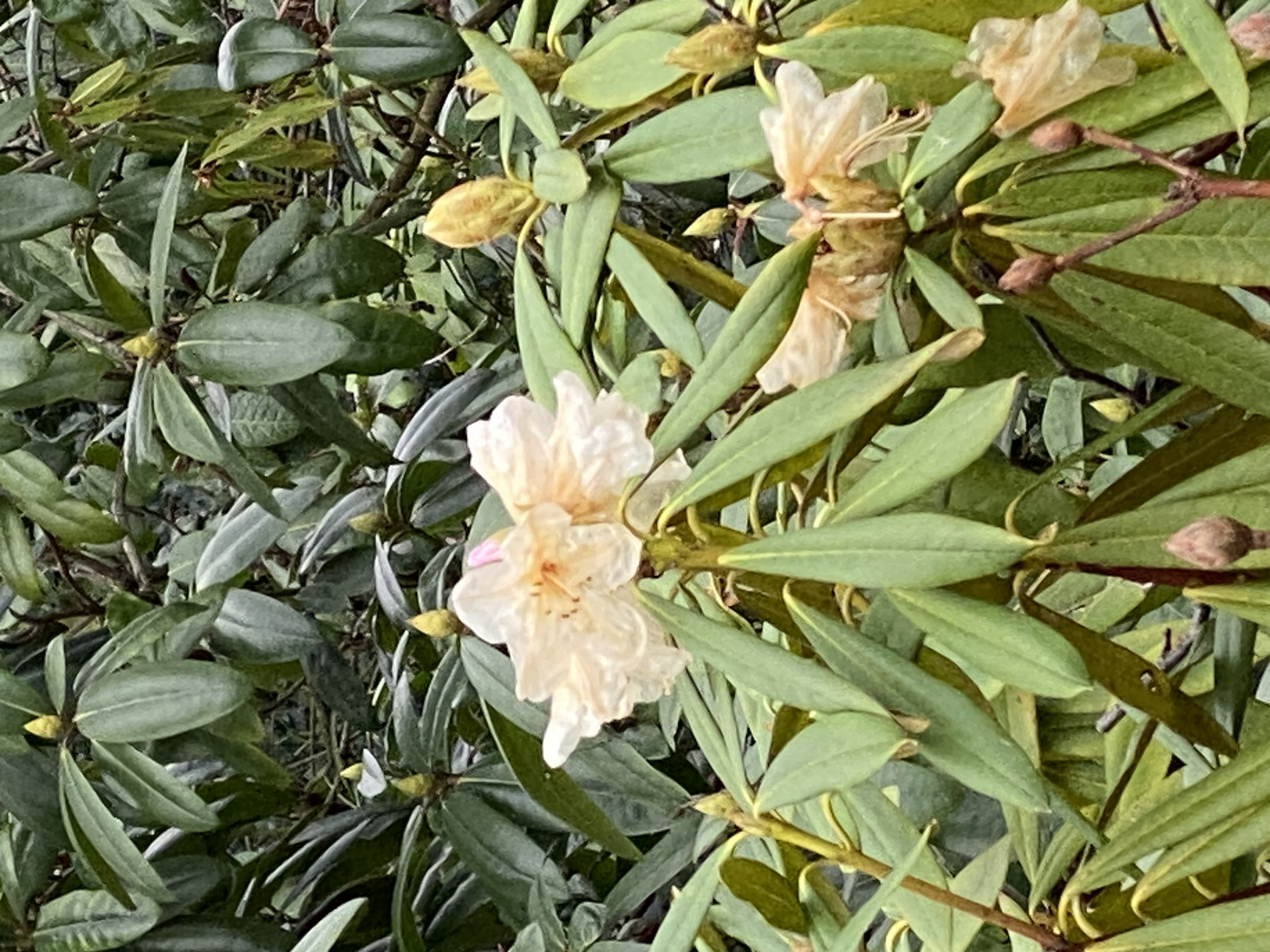 rododendron in januari