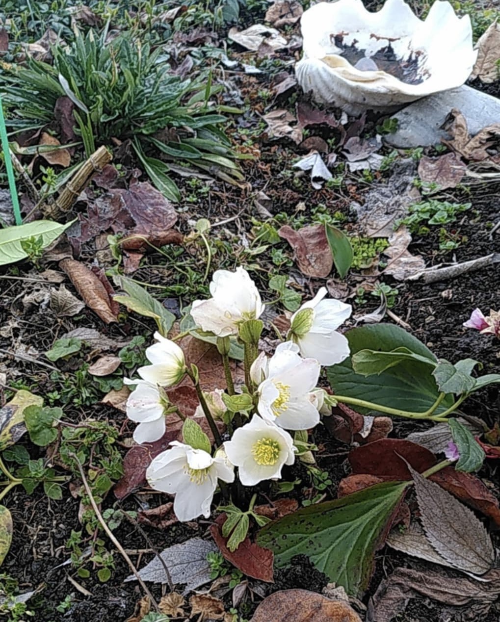Helleboris