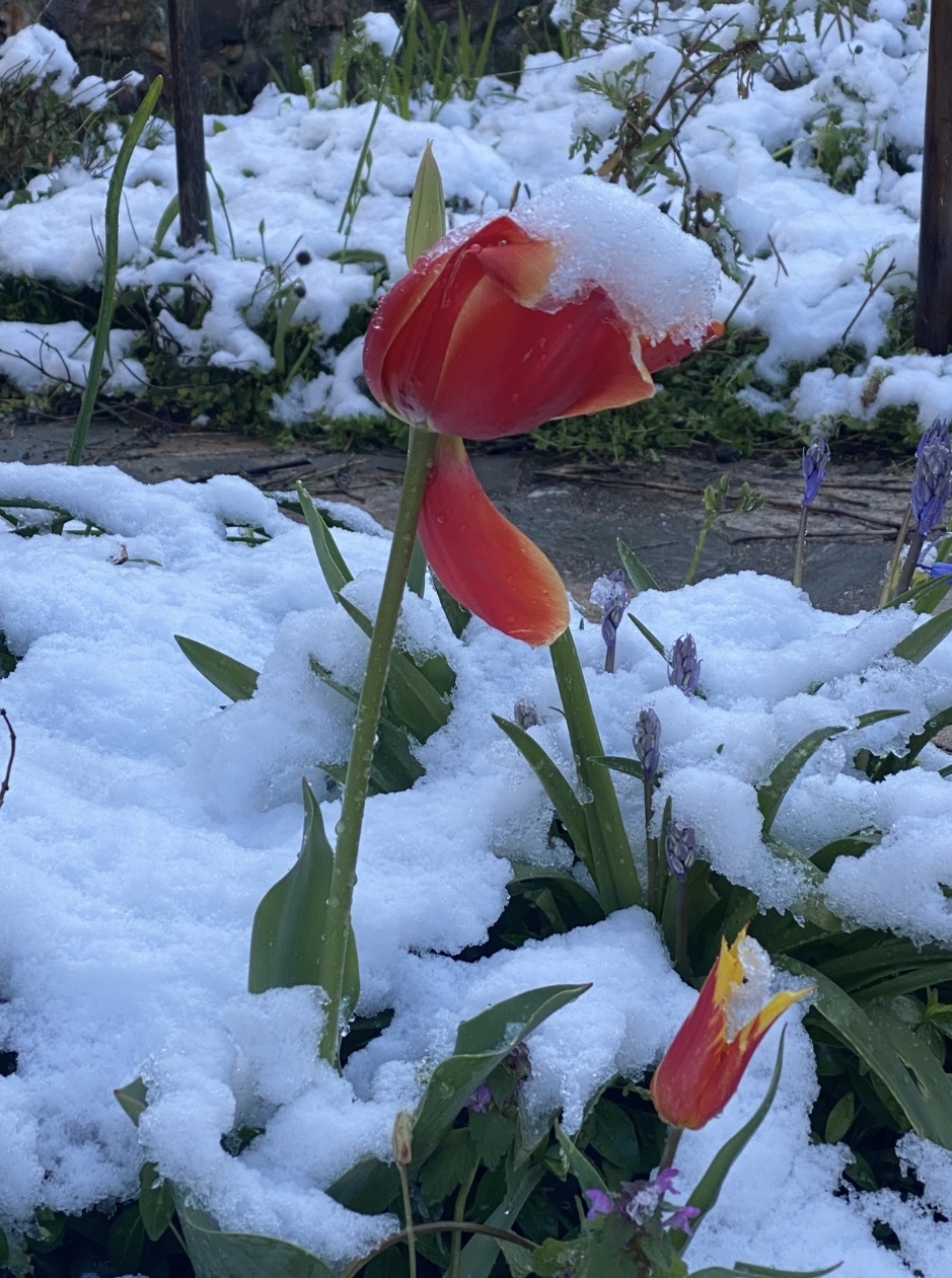 Tulp in de sneeuw in Ano Poroia 7-4-2025