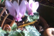 Begonia1